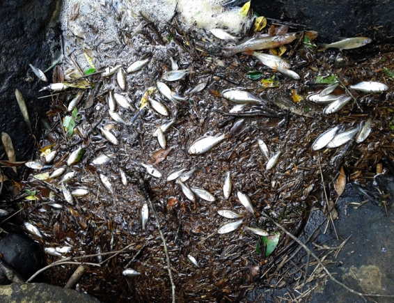 Crime ambiental causa morte de peixes no rio Lambari