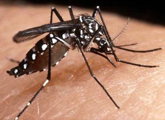 Primeiro caso de Dengue Confirmado em Marmeleiro